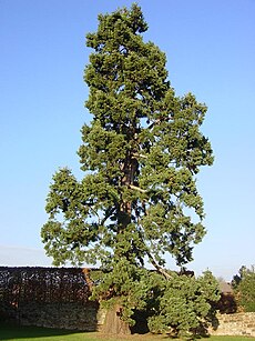 Ceremony to Launch KJD County Forest Management Plan