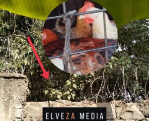 Thieves Vandalize Razor Wire to Steal Chicken from 80yr Old Grandmother
